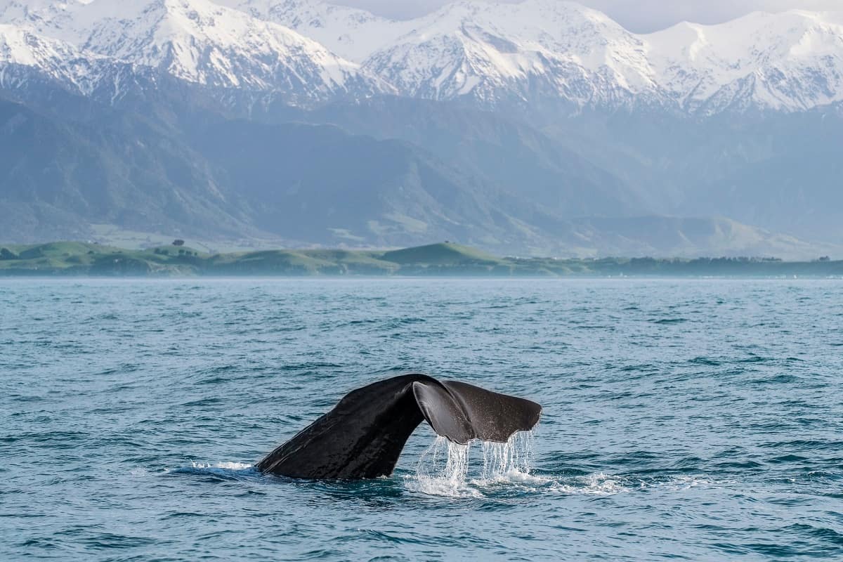 Whale spotting at Kaioura