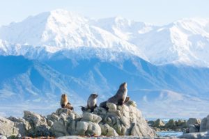 Seals in Kaikoura Canterbury - Kyle_Mulinder